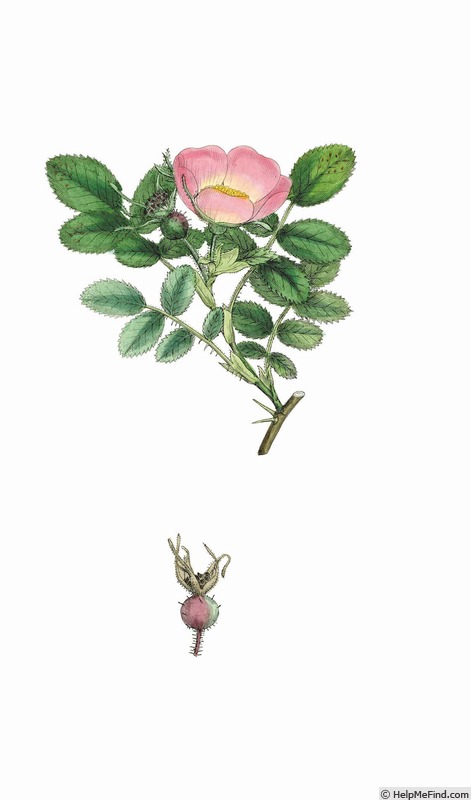 '<i>Rosa mollissima</i> WILLD.' rose photo
