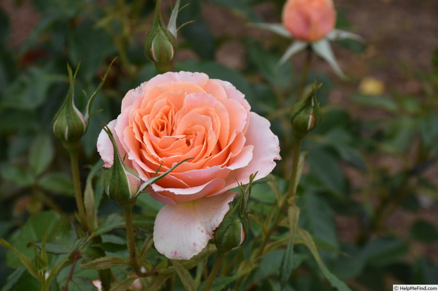 'Sweet Cailin' Rose