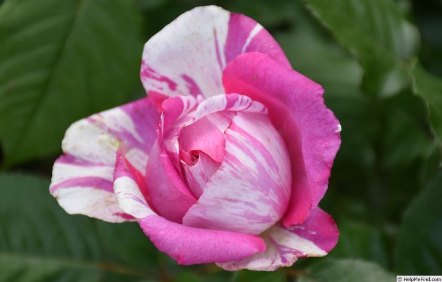 'Pink Illusion' rose photo