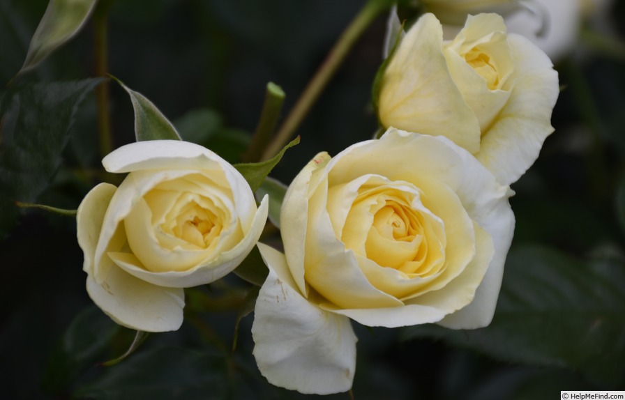 'Limona ® (hybrid tea, Kordes, 2005/16)' rose photo