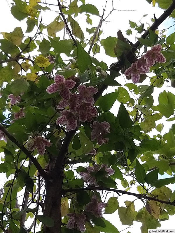 'C. cirrhosa 'Freckles'' clematis photo