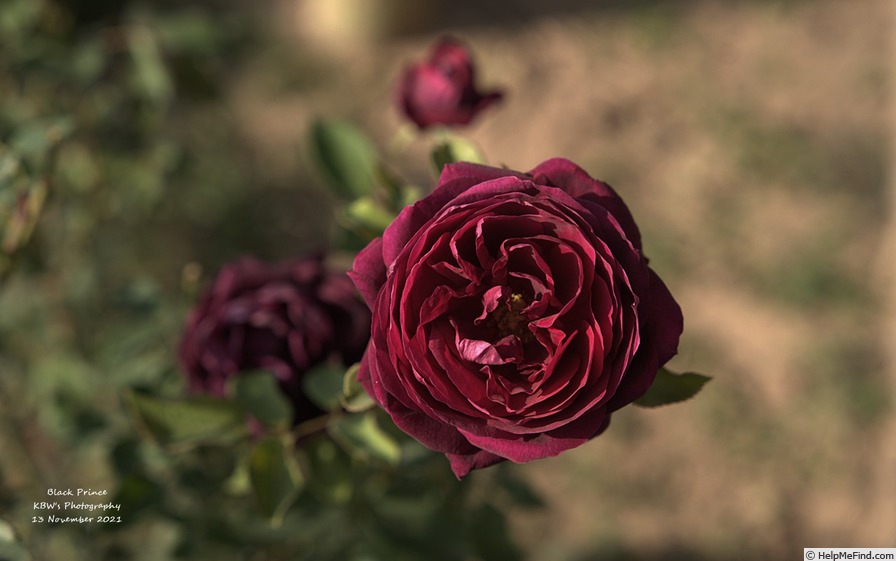 'Black Prince (hybrid perpetual, Paul, 1865)' rose photo