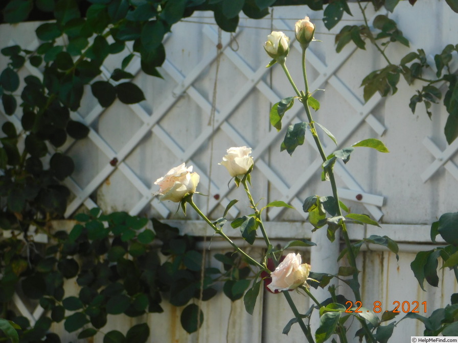 'Sweet Elegance ®' rose photo
