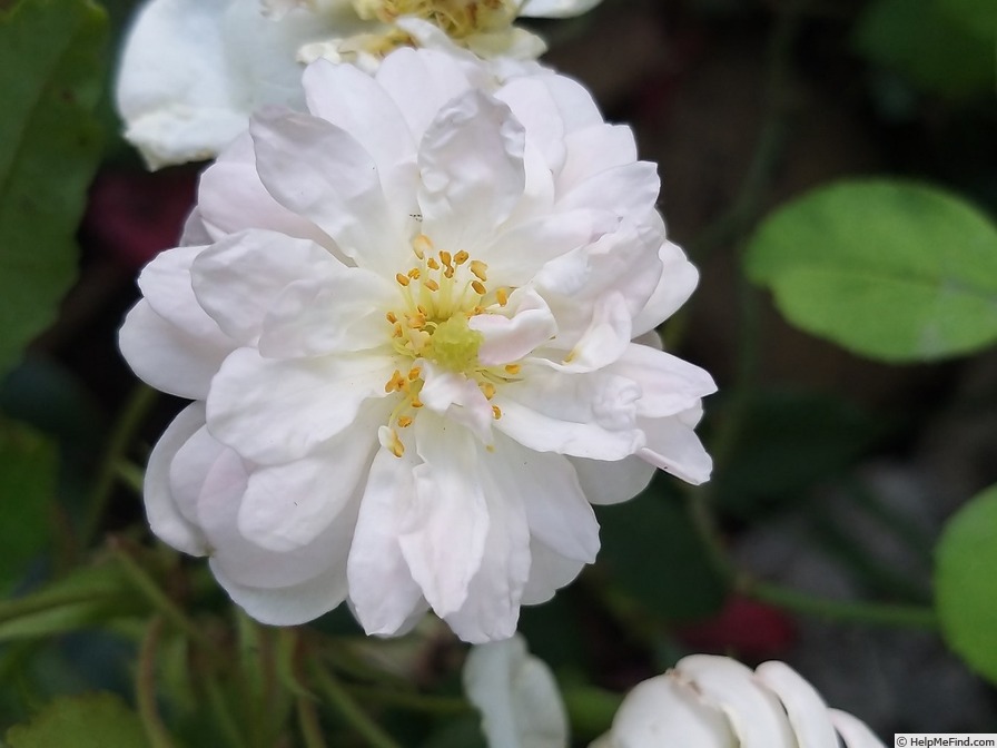 'Snow Goose' rose photo