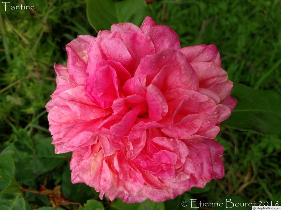 'Tantine' rose photo