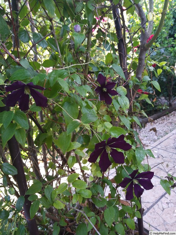 'Etoile Violette' clematis photo