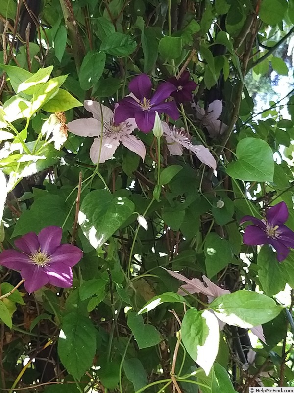 'Etoile Violette' clematis photo