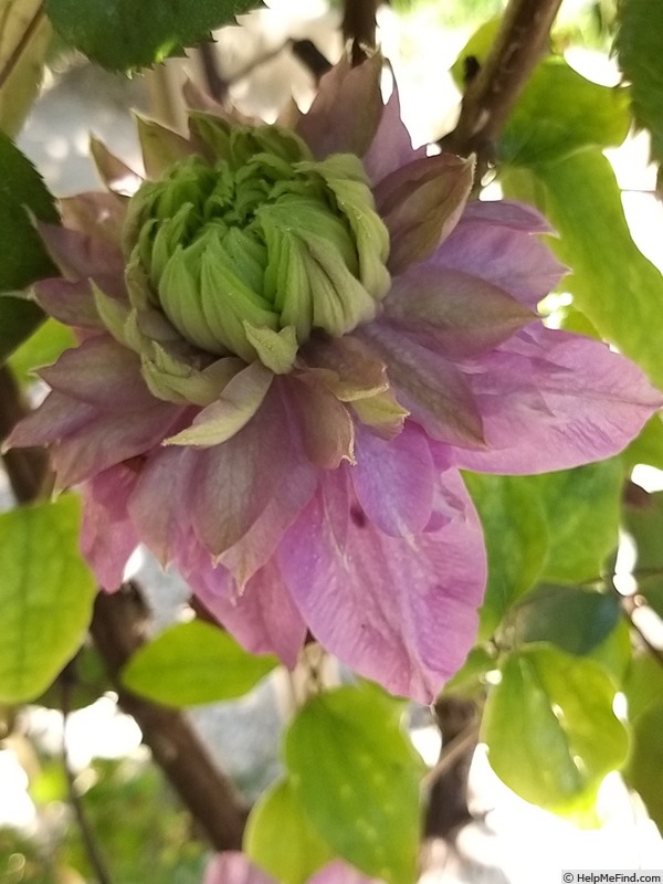 'Kaiser' clematis photo