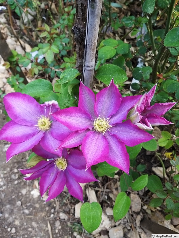 'Kakio' clematis photo