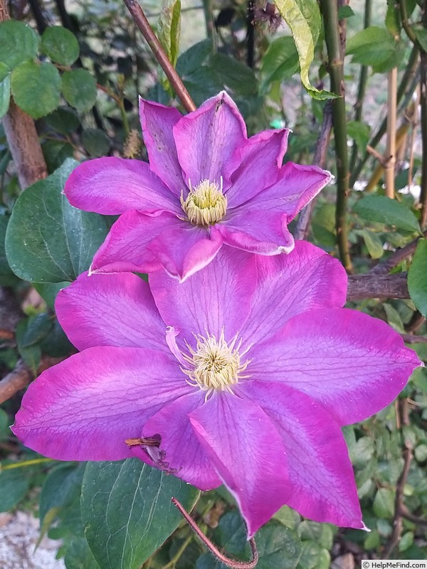 'Kakio' clematis photo