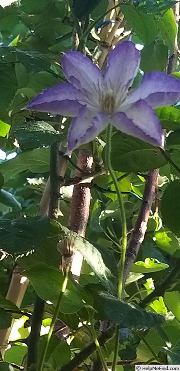 'Lucky Charm' clematis photo