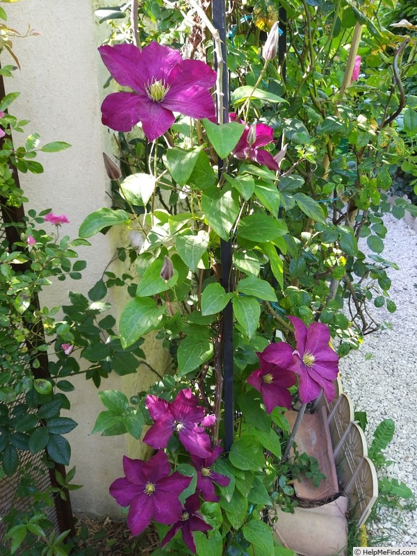 'Madame Edouard André' clematis photo
