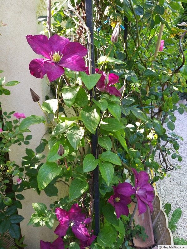 'Madame Edouard André' clematis photo