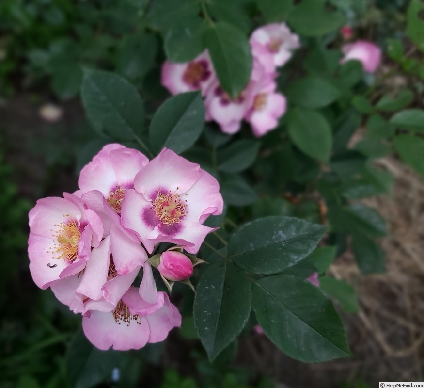 'Persian Dawn ®' rose photo