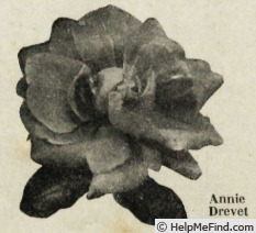 'Annie Drevet' rose photo
