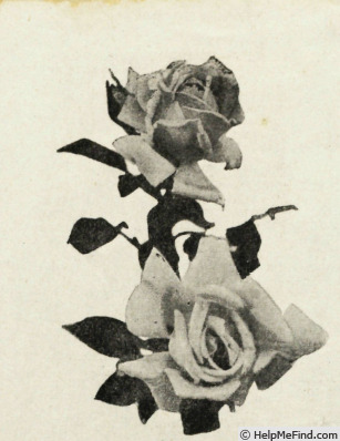 'S. et M. Perrier' rose photo