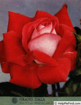 'Grand Gala ® (hybrid tea, Meilland, 1954)' rose photo