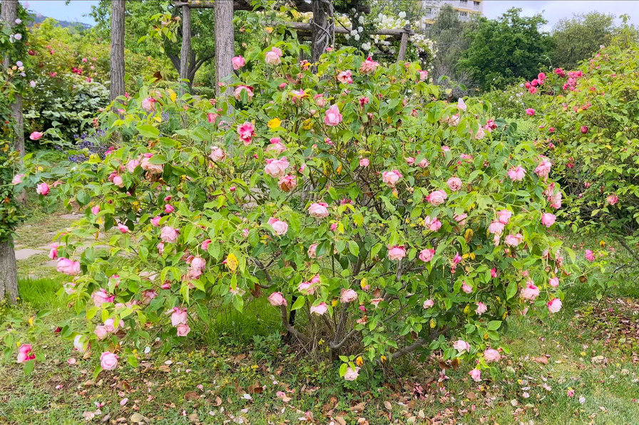 'Anna Jung' rose photo