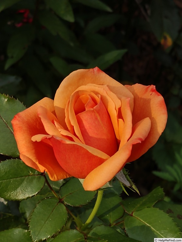 'Remember Me ® (hybrid tea, Cocker, 1979)' rose photo