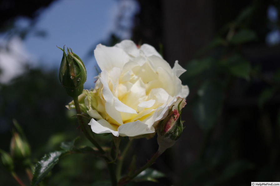 'Leverkusen' rose, click to enlarge 'Leverkusen' rose photo
