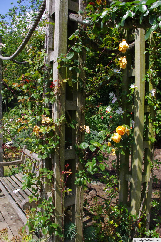 'Lady Hillingdon (Tea, Lowe & Shawyer, 1910)' rose, click to enlarge 'Lady Hillingdon (Tea, Lowe & Shawyer, 1910)' rose photo