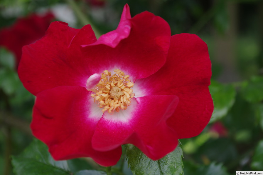 'Dortmund' rose photo