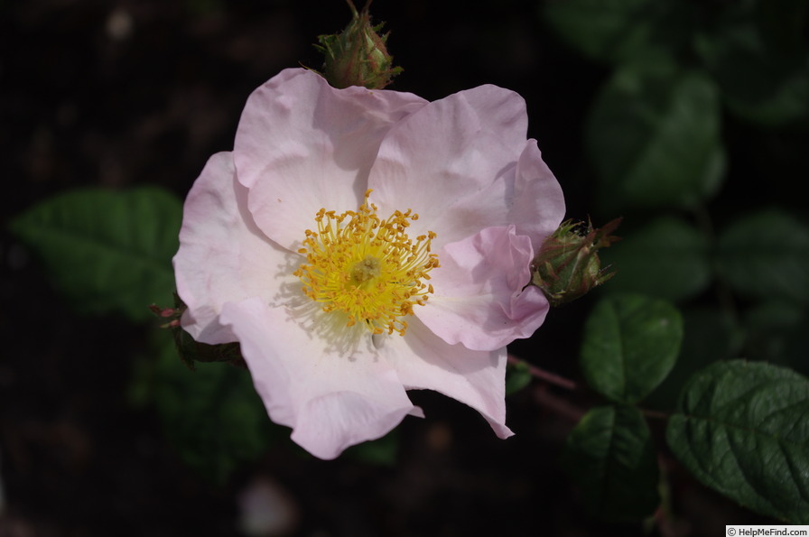 '<i>Rosa</i> X <i>richardii</i>' rose photo