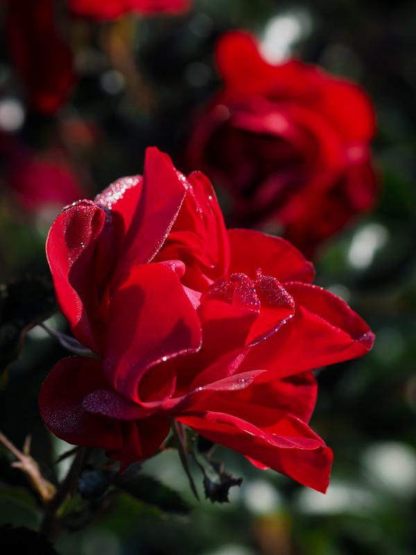 'Ruby Red (hybrid tea, Meilland Richardier before 2016)' rose photo