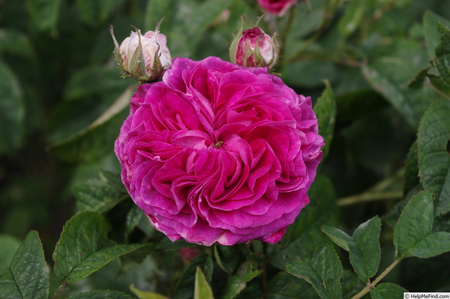 'Charles de Mills' rose photo