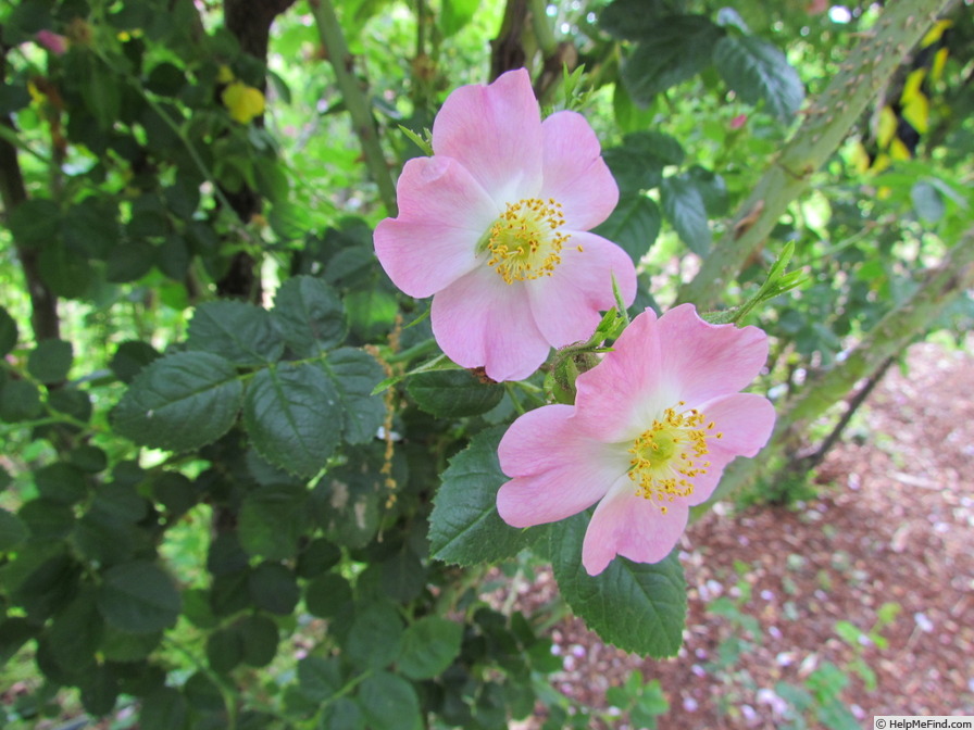 'R. eglanteria' rose photo