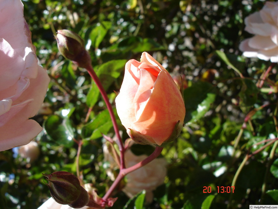 'Auguste Gervais' rose photo