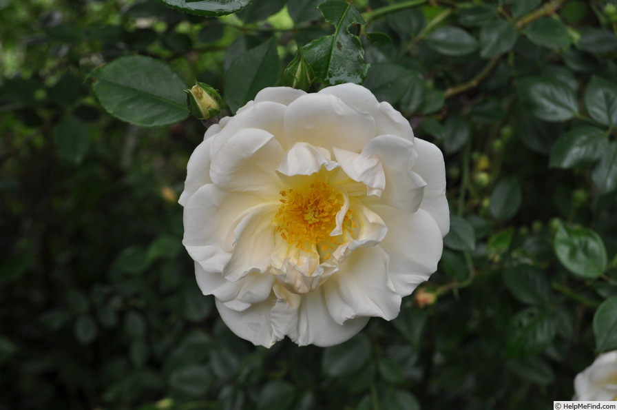 'Auguste Gervais' rose photo