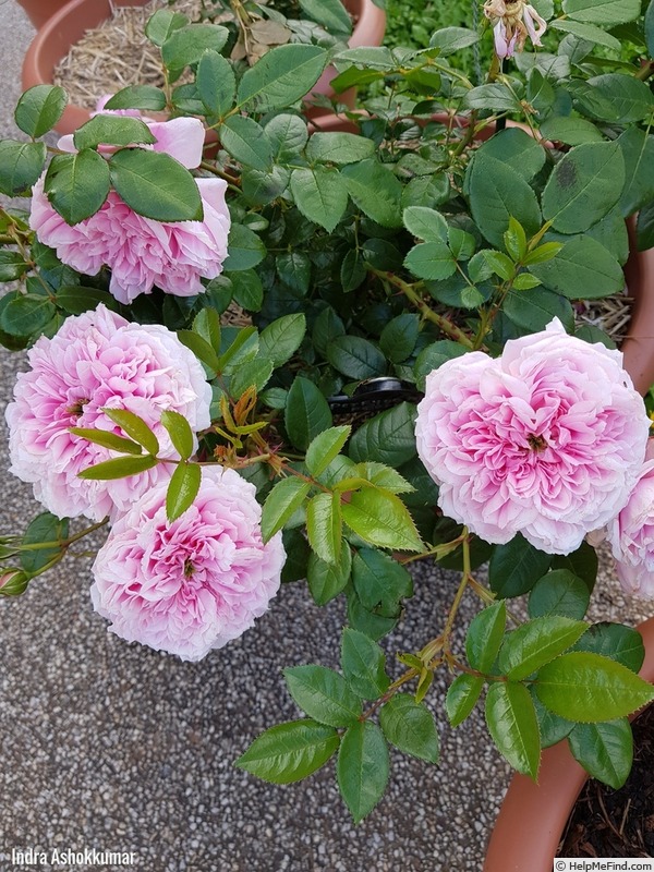 'Per-Fyoom' rose photo