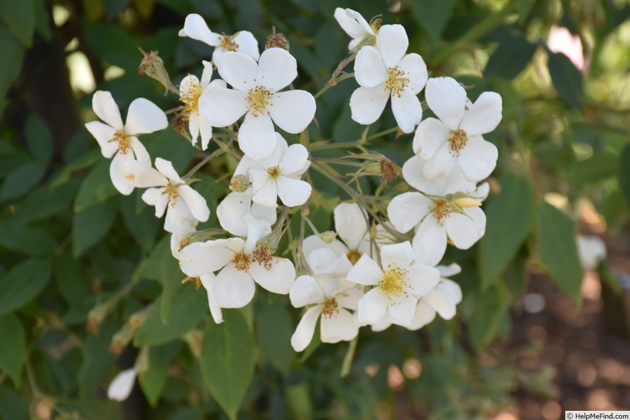 'R. moschata' rose photo