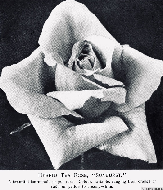 'Sunburst (hybrid tea, Pernet-Ducher, 1904/11)' rose photo