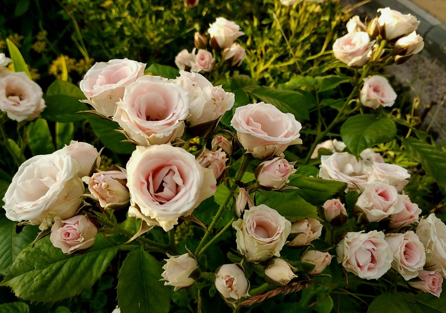 'Marita's Garden'  photo