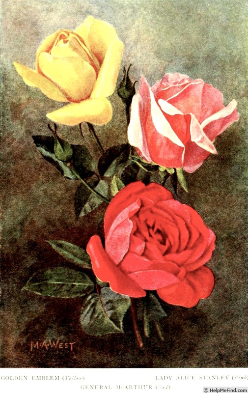 'Lady Alice Stanley' rose, click to enlarge 'Lady Alice Stanley' rose photo