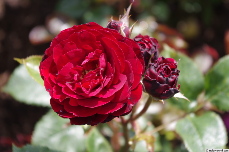 'Red Abundance' rose photo