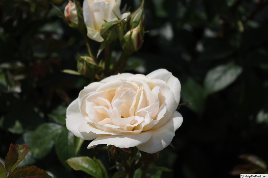 'Champagne Moment' rose photo