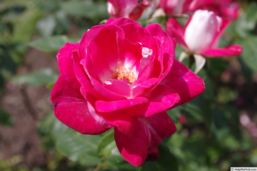 'Molly McGredy' rose photo