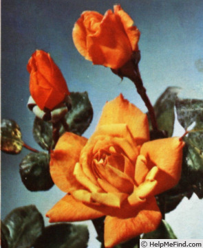 'Sutter's Gold (Hybrid Tea, Swim, 1946)' rose, click to enlarge 'Sutter's Gold (Hybrid Tea, Swim, 1946)' rose photo
