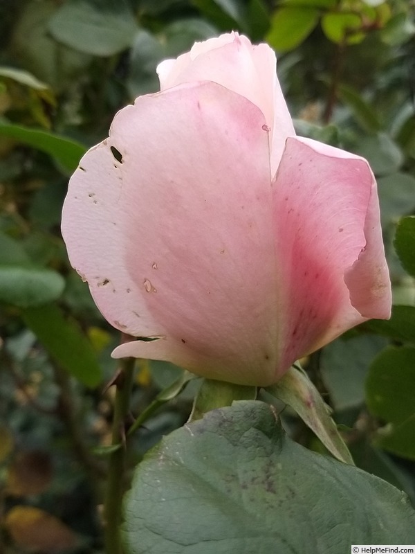 'Laetitia Casta ®' rose photo