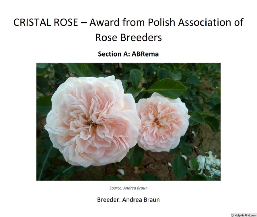 'Erfurter Perle' rose photo