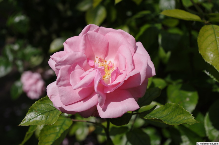 'Radox Bouquet' rose photo
