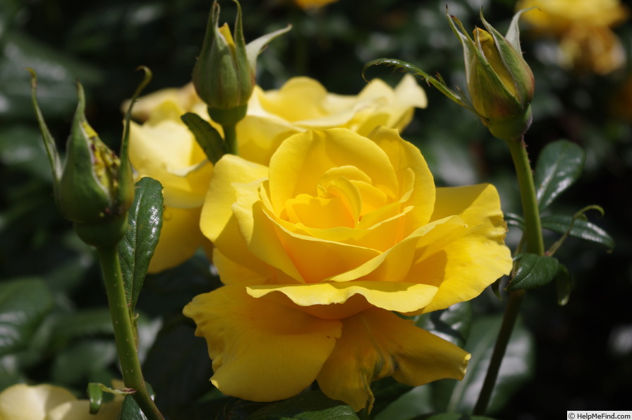 'Harper Adams' rose photo