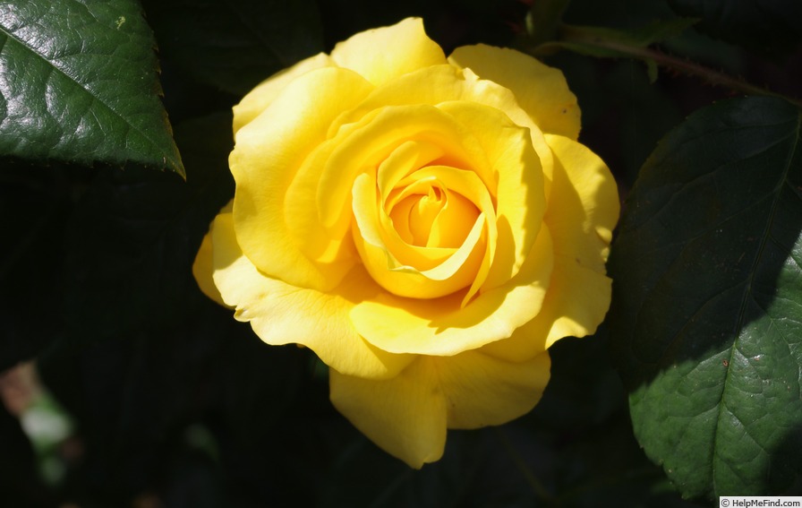 'Harper Adams' rose photo