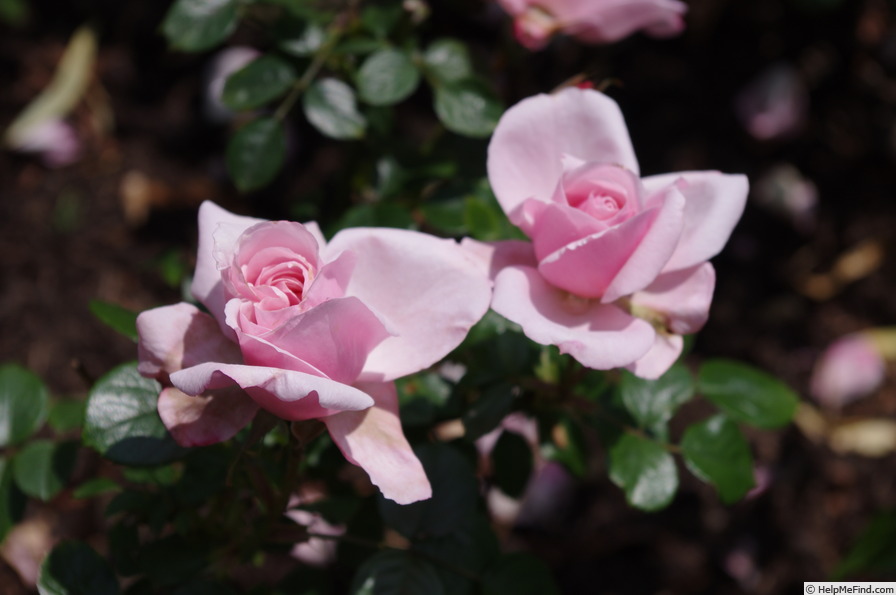 'Octavia Hill (Floribunda, Harkness, 1995)' rose photo