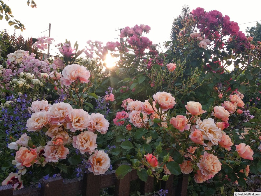 'Cubana ™ (shrub, Kordes 2001)' rose photo