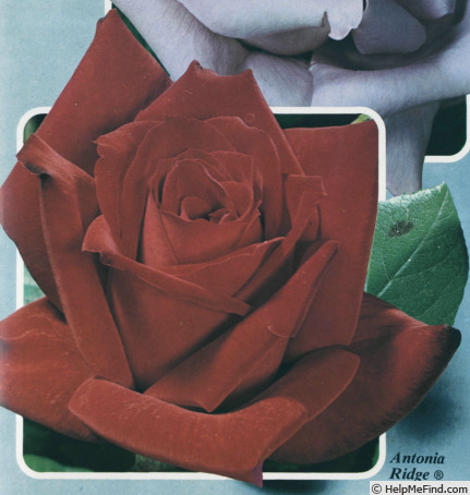 'Antonia Ridge ®' rose photo