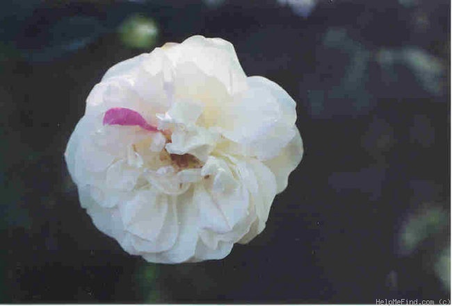 'Fortune's Five-Colored Rose' rose photo